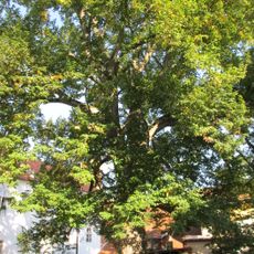 Lípa v Žichovicích