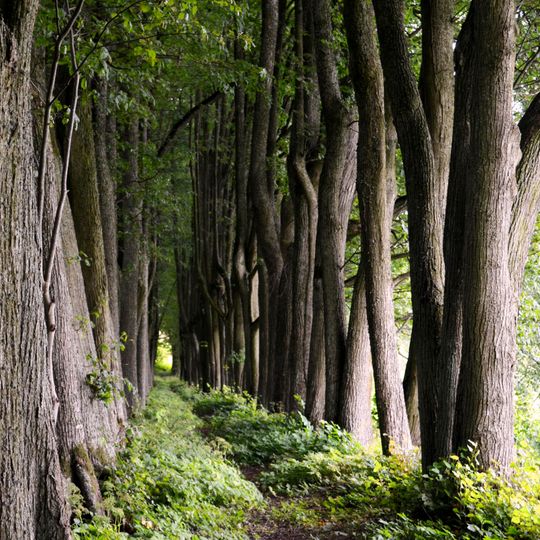 Daniliškio liepų alėja
