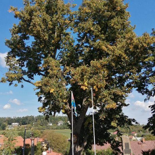 Lípa v Senohrabech