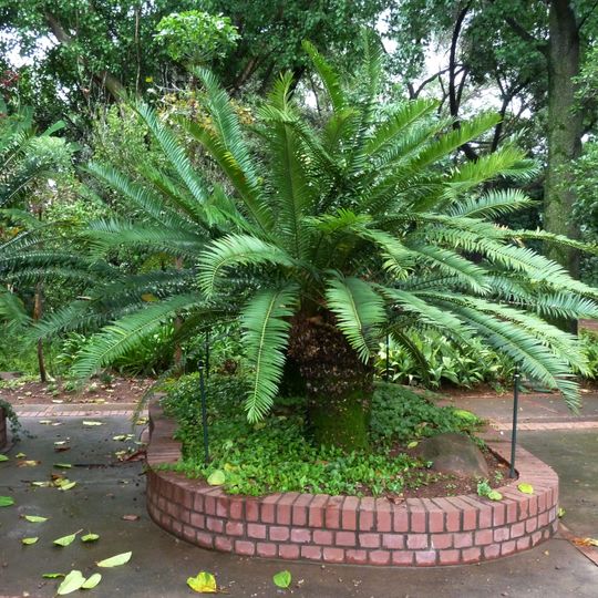 Manie van der Schijff Botanical Garden