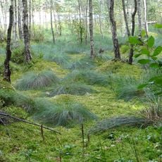 Nature reserve Królewska Sosna