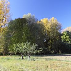 Feuchtgebiet Auwäldchen im Gewann Fluss