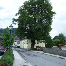 Forsthoflinde bei der Forstverwaltung Rosenau