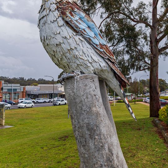 The Kurri Kurri Kookaburra