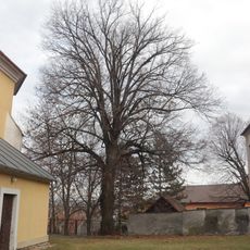 Velký strom u kostela Všech Svatých v Mohelně