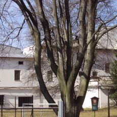 Českolipský buk lesní