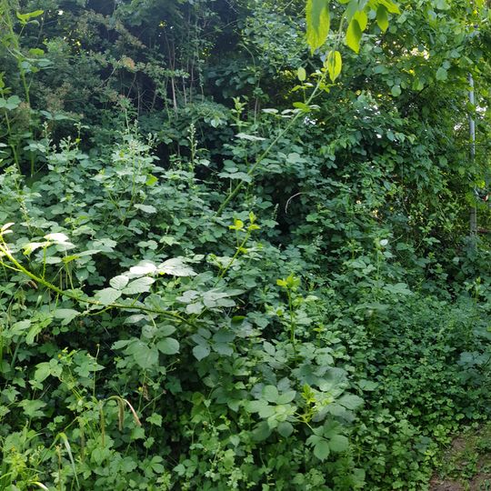 Belgium-Netherlands boundary stone no. 105a
