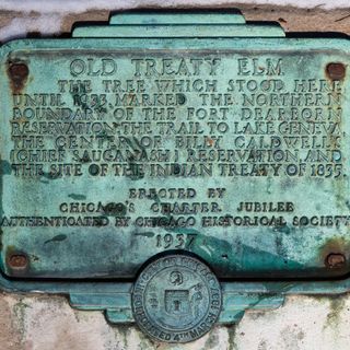 Old Treaty Elm