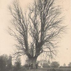 Tilleul du Coftice
