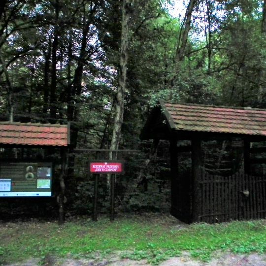 Rezerwat przyrody Cisy w Czarnem