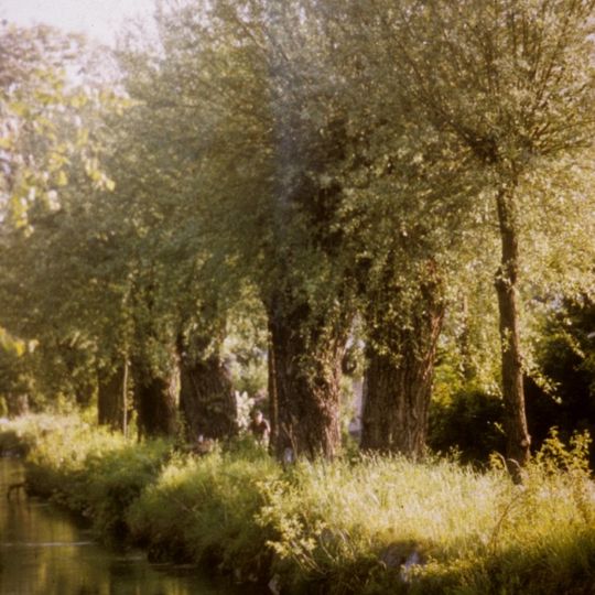 Kopfweiden am Almkanal