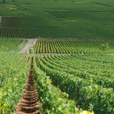 Chevalier-Montrachet