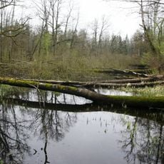 Naliboki forest