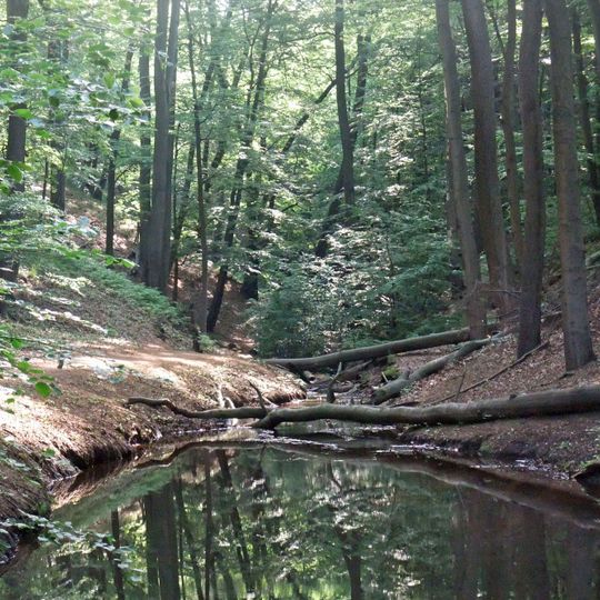 Naturdenkmal Buchenaltholz am Eisenbornbach