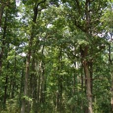 Chabelskyi Nature Reserve