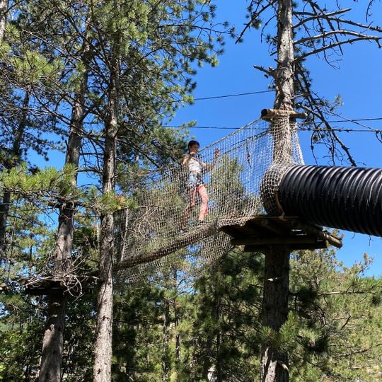 Du Haut Des Arbres