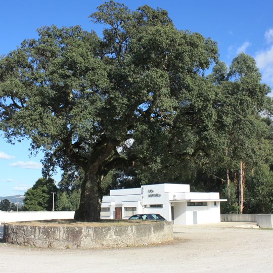 Árvore isolada em Largo Igreja Paroquial