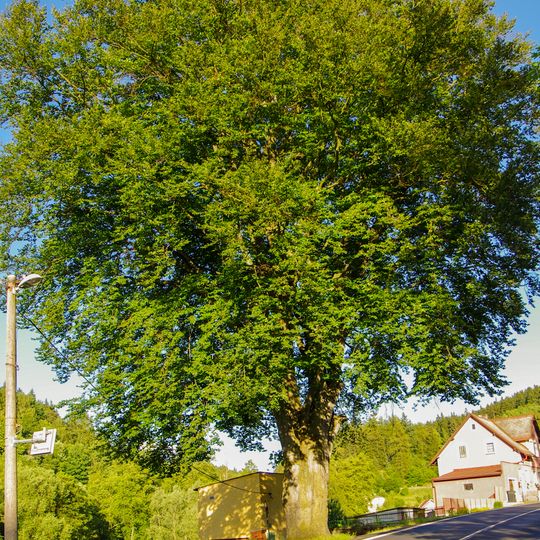 Buk v Bečově nad Teplou