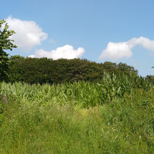 Wälder bei Bergenhusen