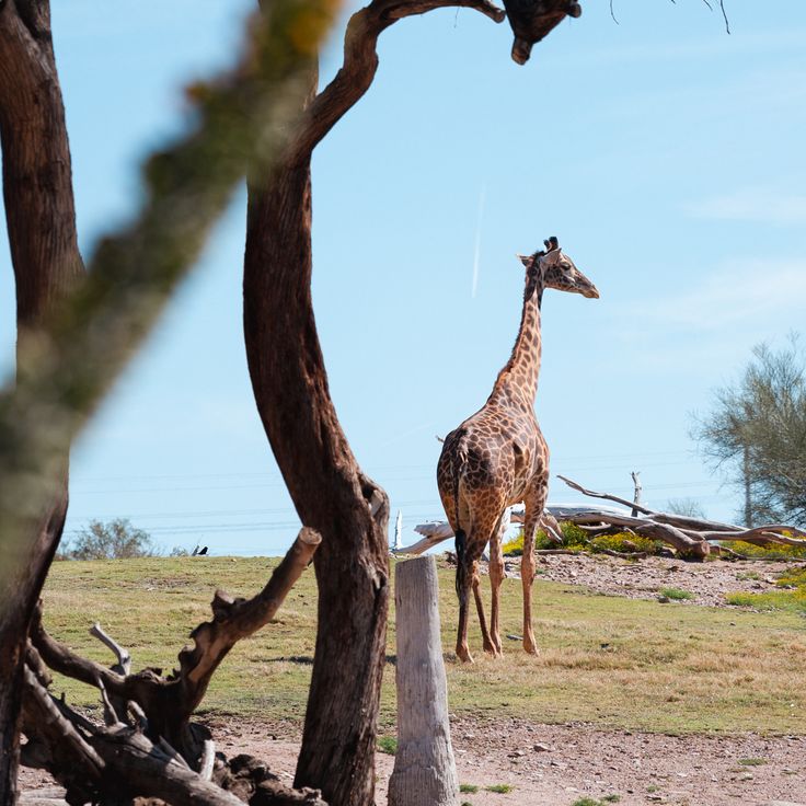 Phoenix zoo