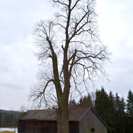 Obereibensteiner Linden