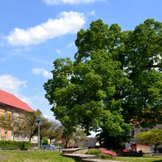 Úhošťanská lípa