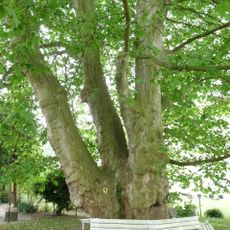 Naturdenkmal Bastardplatane