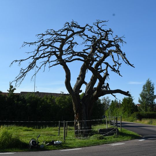 2004028 En paraplytall "Arvidstallen"