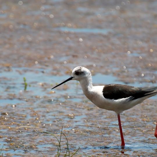 Wilpattu National Park