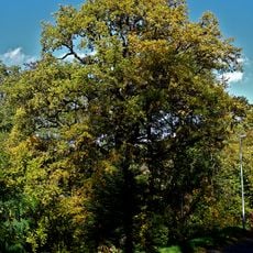 Stieleiche am Pitzschebach in Zella