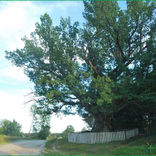 Quercus Robur, Derevky