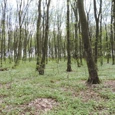 Урочище «Савчуки»