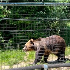Zărnești LiBEARty Bear Sanctuary