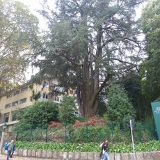 Árvore isolada em Jardim do Hotel Grão Vasco