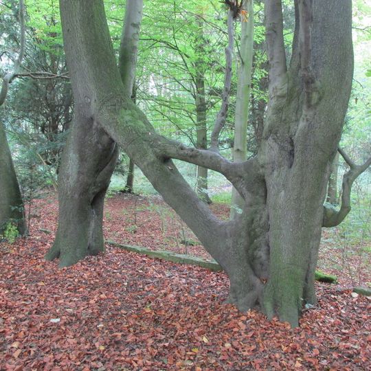 Buk europejski w Parlington