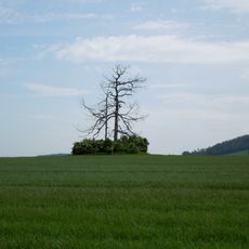 Lärche auf der Feldflur