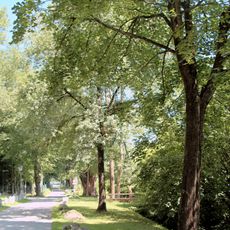 Baumreihe beim Robinighof