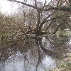Ickenham Marsh