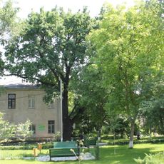 Quercus robur on Moldova State University campus