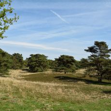 Heideflächen bei Kellinghusen