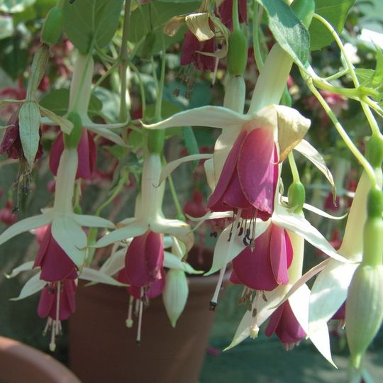 Jardin géo-botanique de Chalon-sur-Saône