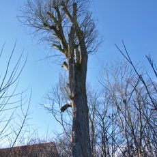 Jilm horský ve Skočově Lhotě