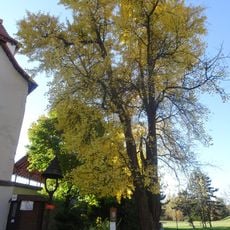 Jinan ve Slezské Ostravě