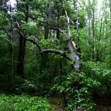 Urochyshche Byskupychi