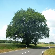 Grenzeiche Thallwitz