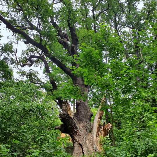 Naturdenkmal Eiche Fontaneweg in Kleinmachnow