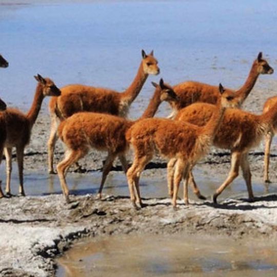 Monumento natural Salar de Surire