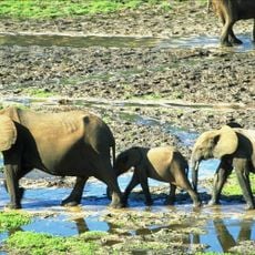 Dzanga-Sangha-Schutzgebiet