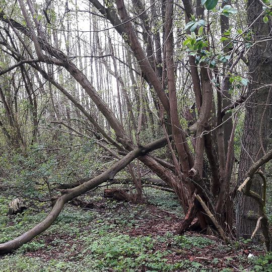 Göhrener Tannen Nord