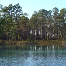 Apalachicola National Forest